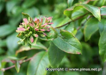 Abelia mosaska (koreaska) - owoce - nieupki