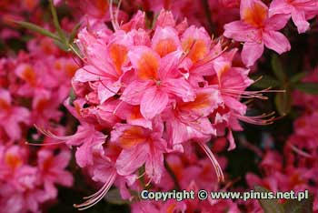 Azalia gandawska 'Pucella' ('Fanny') - ciemnorowe kwiaty