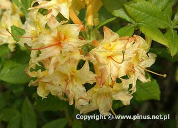 Azalia gandawska 'Narcissiflora' - kwiaty te
