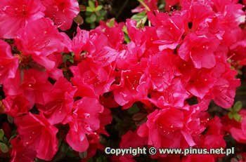 Azalia japoska 'Canzonetta' - kwiaty karminowe