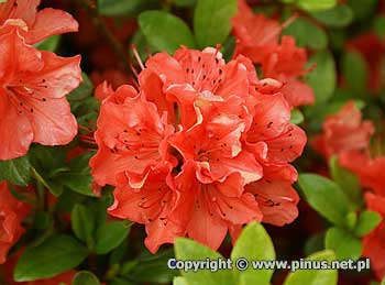 Azalia japoska 'Satchiko' ('Geisha Orange') - kwiaty czerwono-pomaraczowe