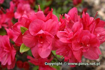 Azalia japoska 'Maraschino' - kwiaty karminowe, ppene