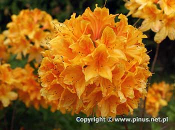 Azalia omszona 'Christopher  Wren' - kwiaty pomaraczowe, kwiatostany due