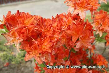 Azalia omszona 'Dr M.Oosthoek' - kwiaty pomaraczowo-czerwone