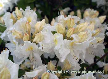 Azalia omszona 'Oxydol' - kwiaty biae, w pku kremowe