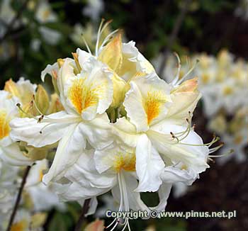 Azalia omszona 'Schneegold' - biae kwiaty z ciemnot plam