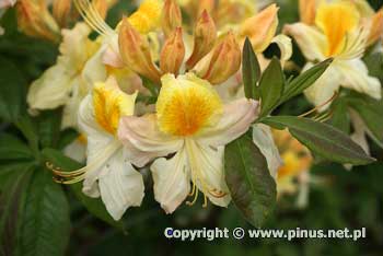 Azalia omszona 'Toucan' - kwiaty rowo-biae, z tym grnym patkiem