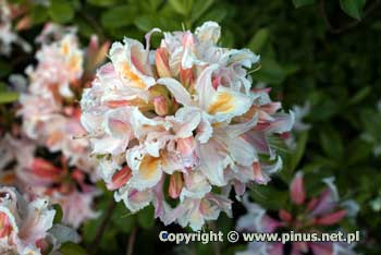 Azalia zachodnia 'Irene Koster' - jasnorowe kwiaty, kwiatostany kuliste