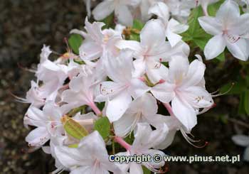 Azalia 'White Lights' - kwiaty bladorowe