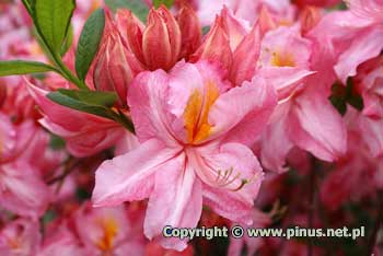 Azalia 'Raimunde' - kwiaty rowe z pomaraczow plam