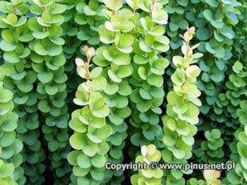 Berberys Thunberga 'Erecta' - licie zielone, pdy wyprostowane
