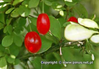 Berberys Thunberga 'Maria' - owoce czerwone