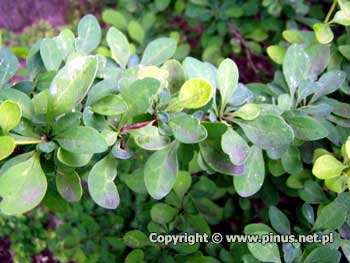 Berberys Thunberga - liscie zielone 