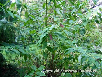 Budleja biaokwiatowa - zielone, szerokolancetowate licie