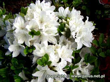 Azalia japoska 'Schneewitchen' - kwiaty biae, pojedyncze