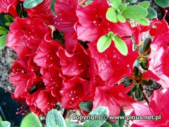 Azalia japoska 'Maruschka' - kwiaty karminowe