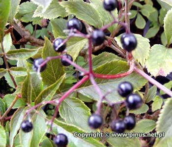 Bez czarny 'Guincho Purple' - owoce czarne