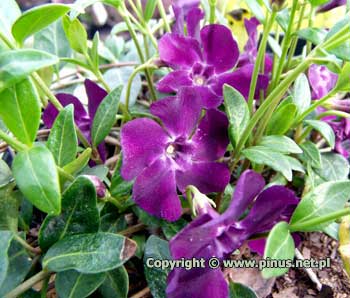 Barwinek pospolity `Atropurpurea`- kwiaty fioletowo-purpurowe, licie zielone