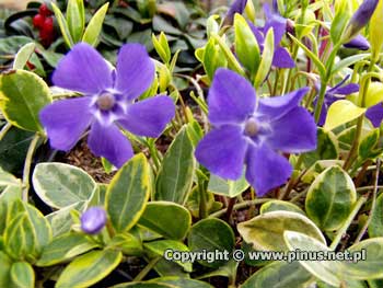 Barwinek pospolity  'Aureovariegata' - kwiaty niebieskie, licie zielone, to obrzeone