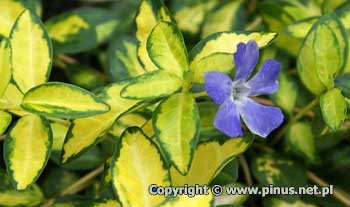 Barwinek pospolity 'Illumination' - kwiaty niebieskie, licie te zielono, nieregularnie obrzeone