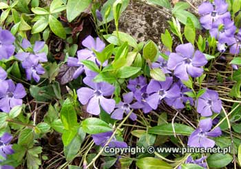 Barwinek pospolity - kwiaty niebieskie, licie zielone